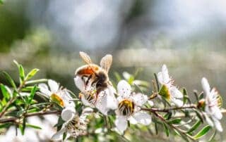 Biene auf der Manuka Blume