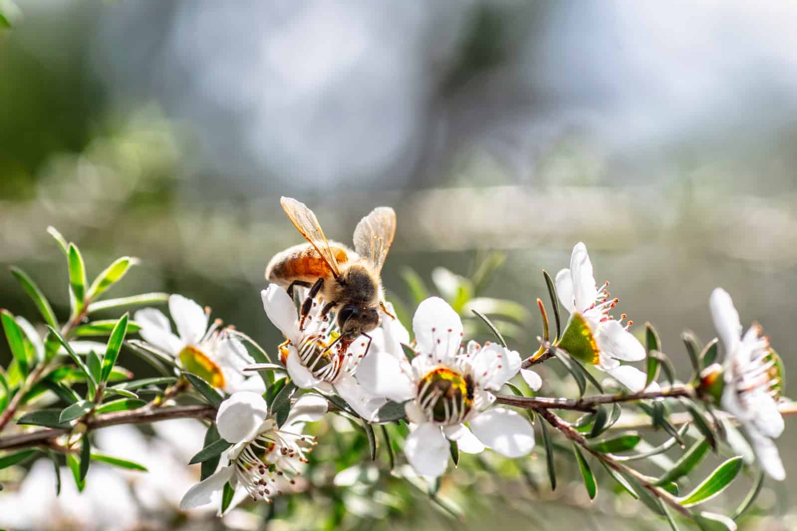 Biene auf der Manuka Blume