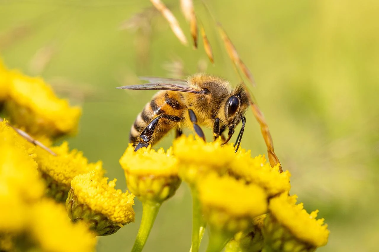 Bienen Nektar