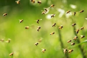Bienen beim ausschwärmen