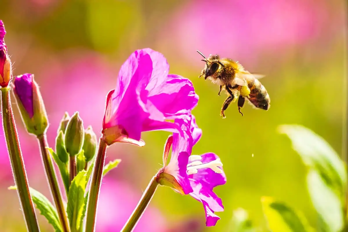 Bienen und Blumen