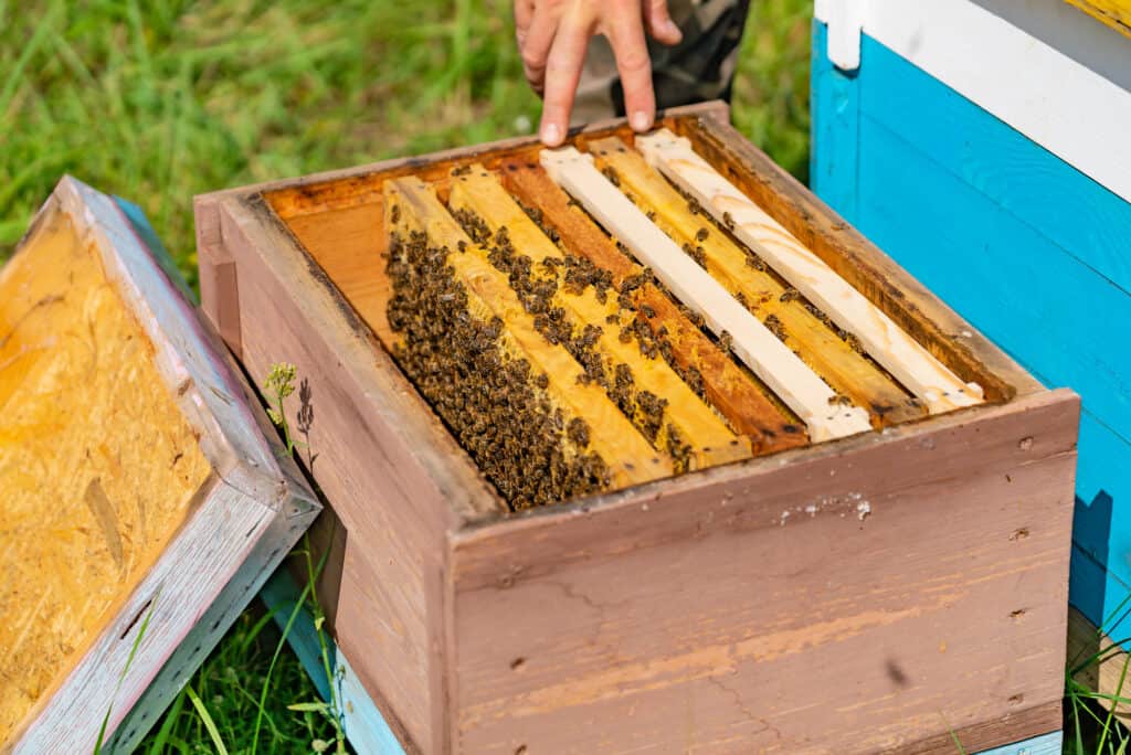 Bienenstock von Innen