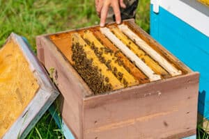 Bienenstock von Innen