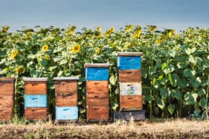 Bienenstock im Sonnenblumenfeld