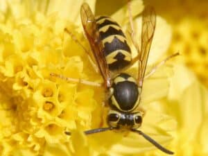 Wespe (Vespula pensylvanica)