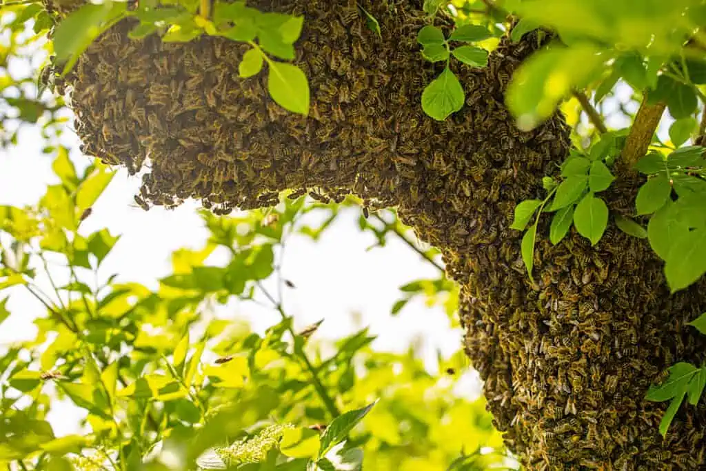Natur-Bienenschwarm