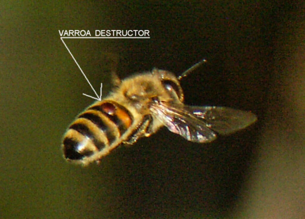 Varroamilbe auf einer fliegenden Honigbiene